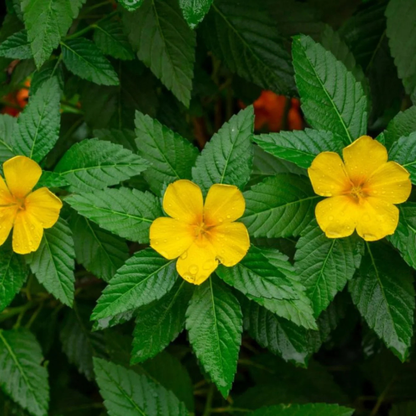 Turnera Ulmifolia / Sage Rose Flowering Live Plant