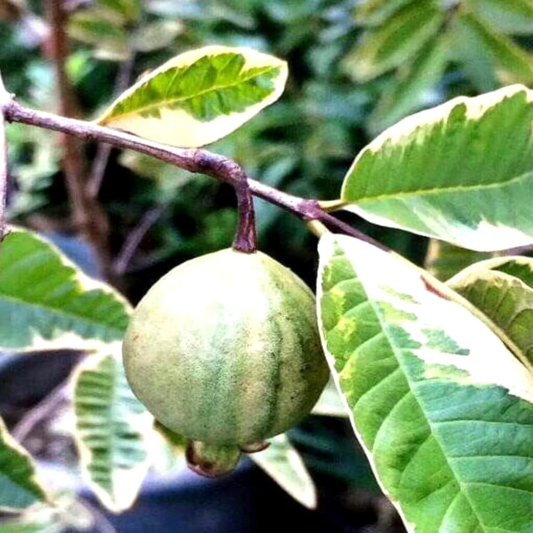 Variegated Guava (धारियाँ वाली अमरूद) Fruit Live Plant