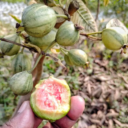 Variegated Guava (धारियाँ वाली अमरूद) Fruit Live Plant