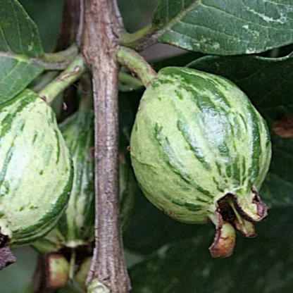 Variegated Guava (धारियाँ वाली अमरूद) Fruit Live Plant