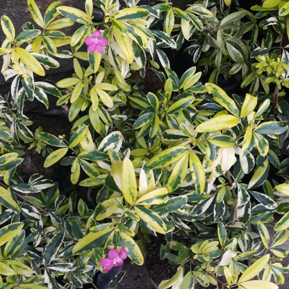 Variegated Lavinia (Pink Flower) All Time Flowering Live Plant