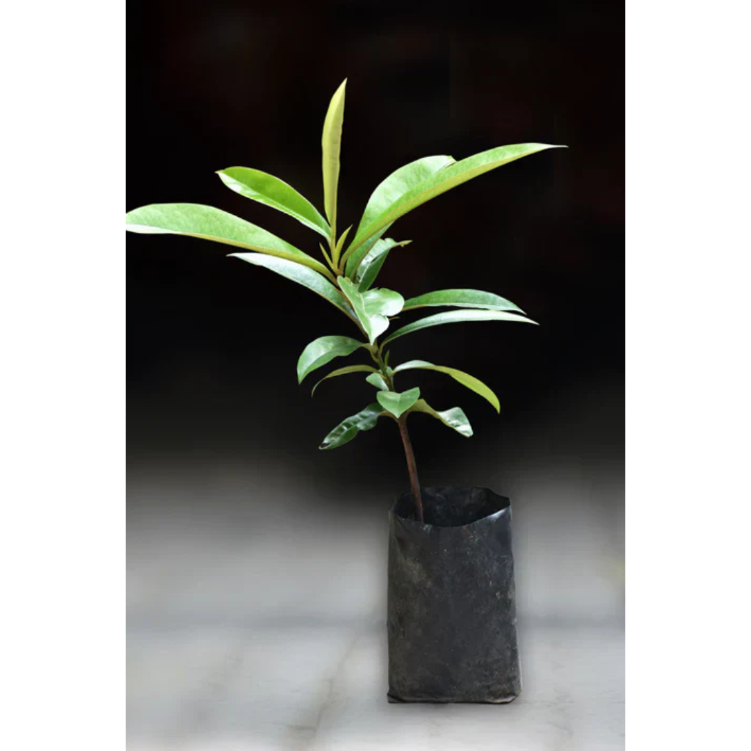 Velvet Apple Live Plant (Diospyros Blancoi)