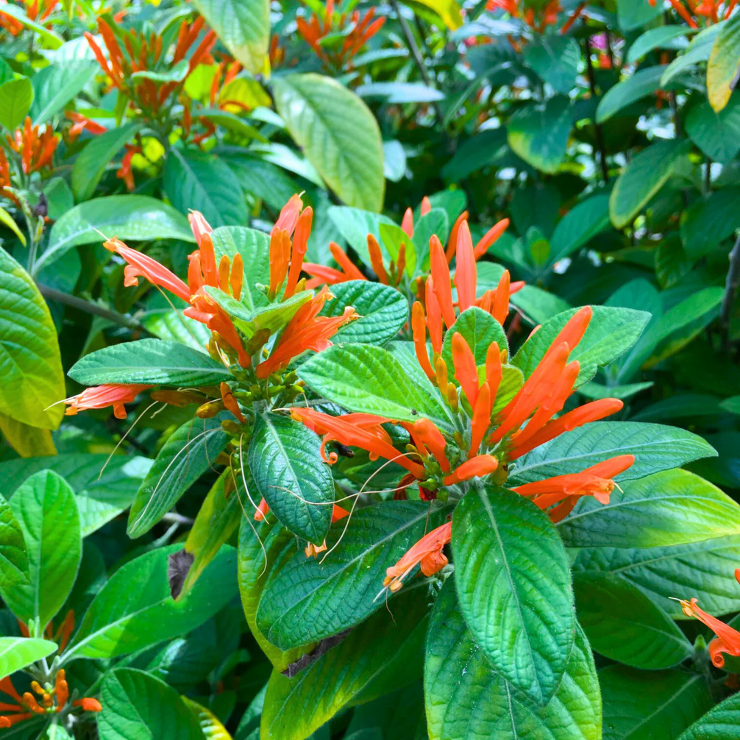 Water-Willow (Justicia leonardii) Rare All Time Flowering Live Plant