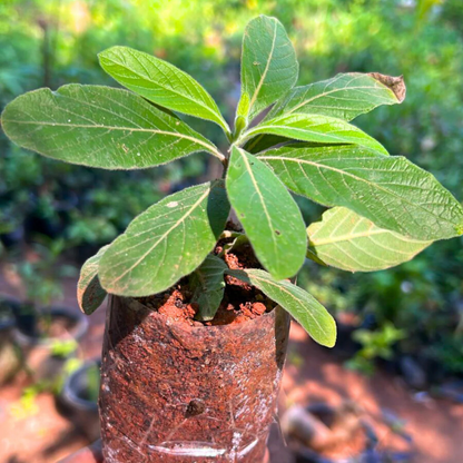 Water-Willow (Justicia leonardii) Rare All Time Flowering Live Plant