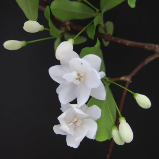 Water Jasmine Double Petal Highly Fragrant Flowering Rare Live Plant - Variegated Leaves