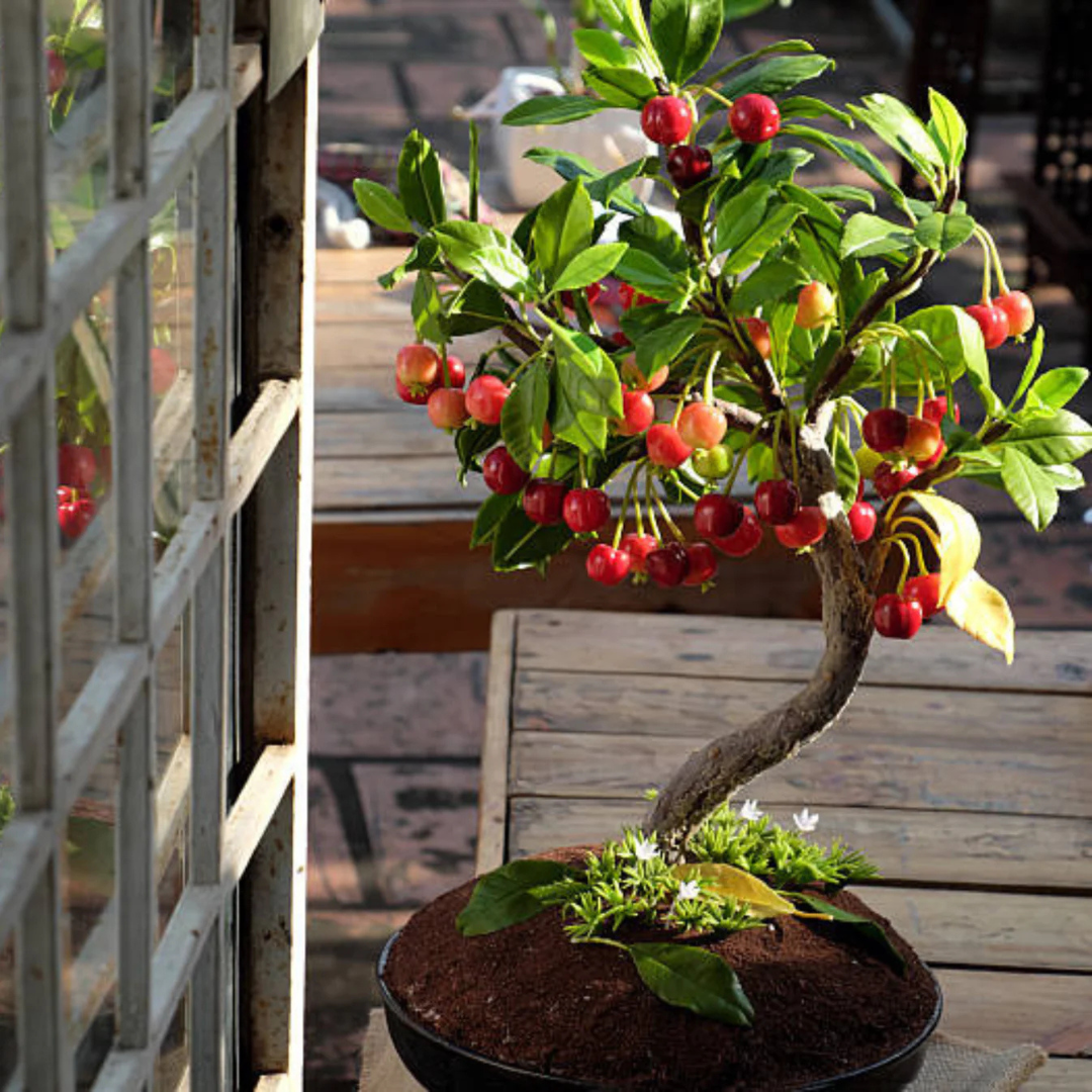 Western Cherry Bonsai Tree Live Plant