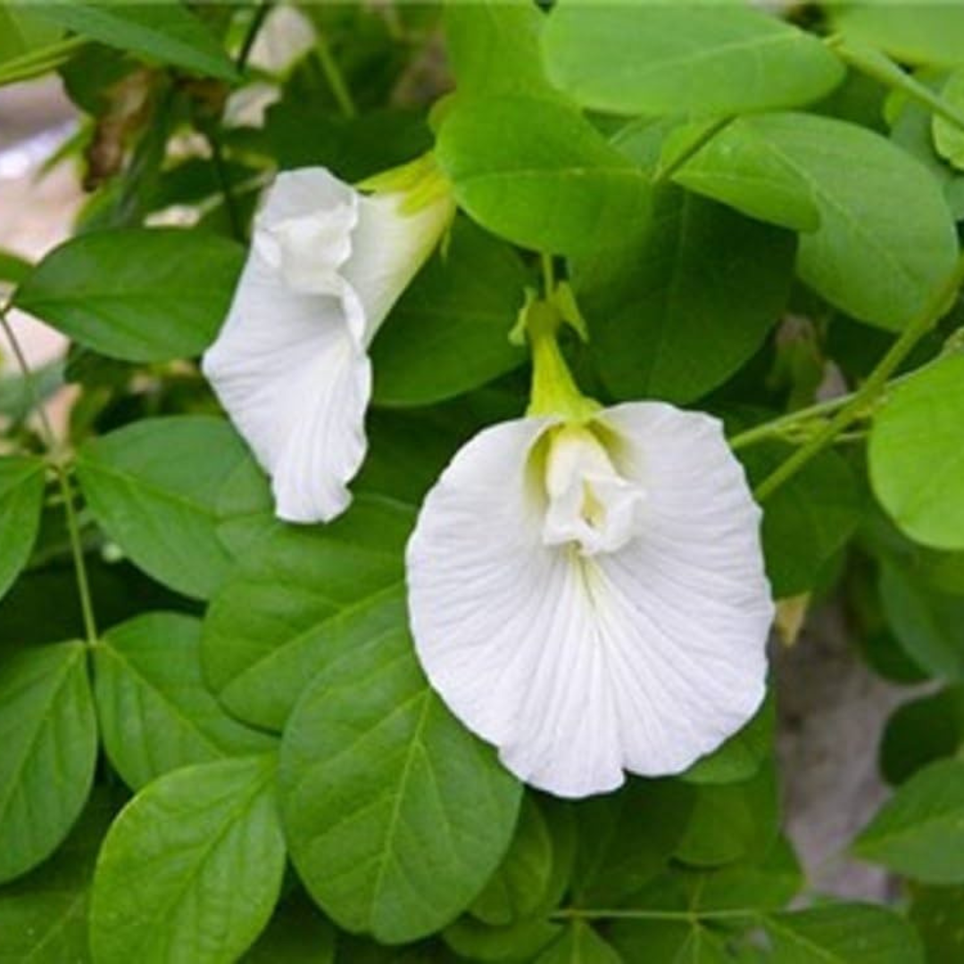 White Butterfly Pea Vine (Clitoria ternatea) Flowering Live Plant