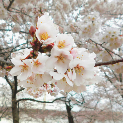 White Cherry Blossom (Prunus 'Taihaku') Rare Live Plant