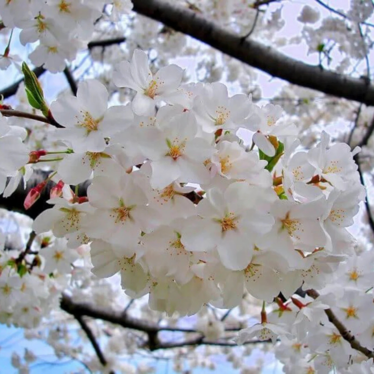 White Cherry Blossom (Prunus 'Taihaku') Rare Live Plant