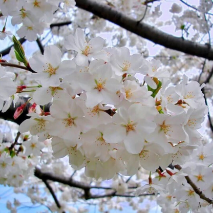 White Cherry Blossom (Prunus 'Taihaku') Rare Live Plant