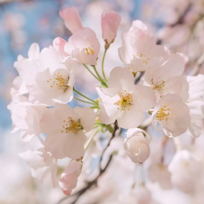 White Cherry Blossom (Prunus 'Taihaku') Rare Live Plant