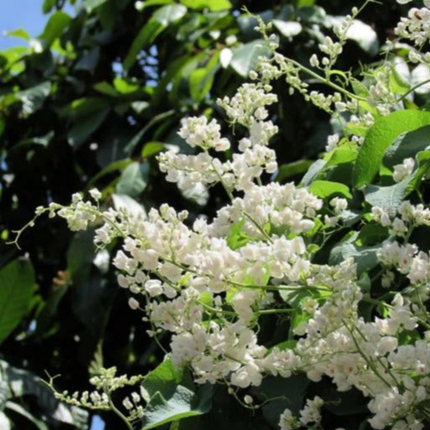White Coral Vine (Antigonon leptopus 'Alba') Rare All Time Flowering Live Plant