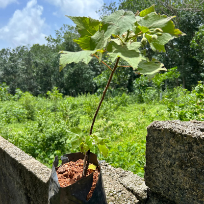 White Dombeya (Dombeya Burgessiae) Flowering Live Plant
