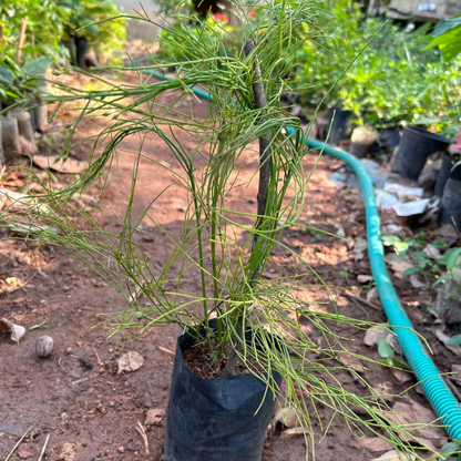 White Firecracker (Russelia equisetiformis) Flowering Live Plant