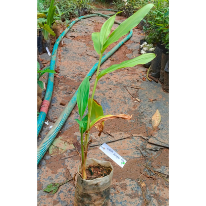 White Ginger Lily (Hedychium coronarium) Flowering Live Plant