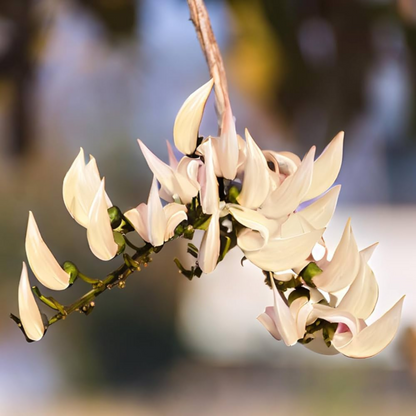 White Palash (Butea Monosperma) Layered Live Plant
