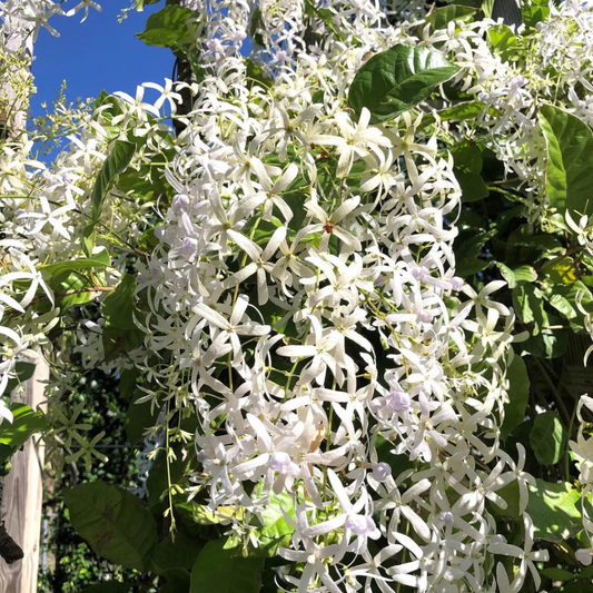 White Petrea Sandpaper Vine Live Plant