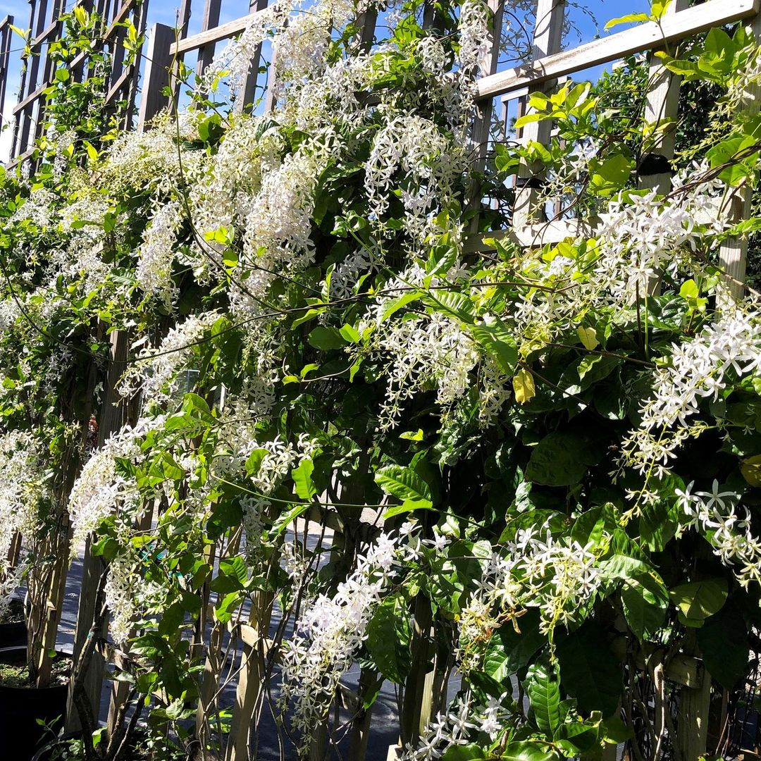White Petrea Sandpaper Vine Live Plant
