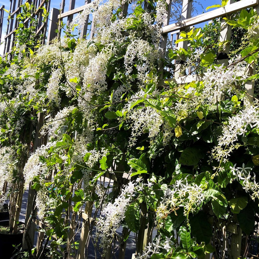White Petrea Sandpaper Vine Live Plant
