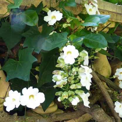 White Sky Vine (Thunbergia grandiflora alba) Climber / All Time Flowering Live Plant