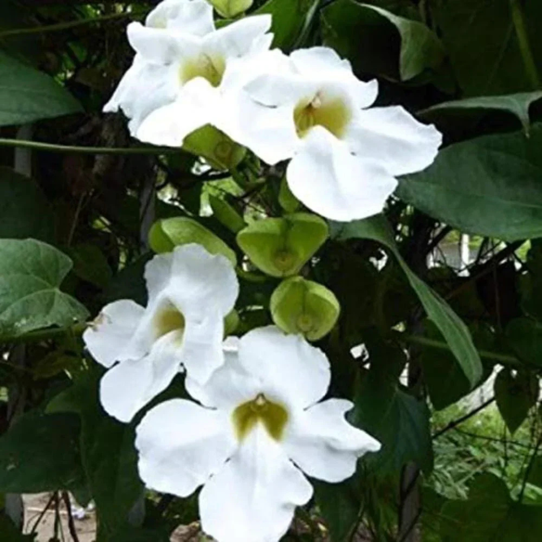White Sky Vine (Thunbergia grandiflora alba) Climber / All Time Flowering Live Plant