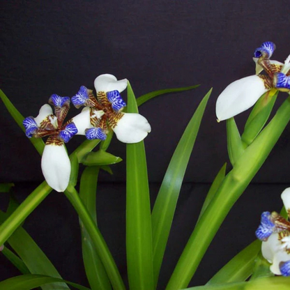 White Walking Iris Flowering Live Plant
