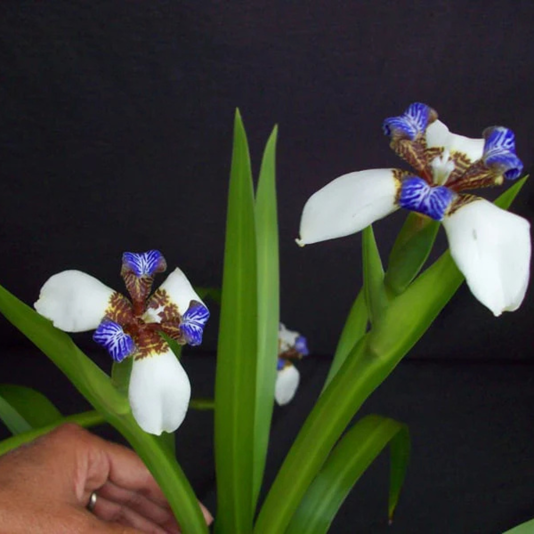 White Walking Iris Flowering Live Plant