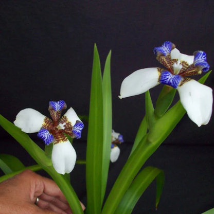 White Walking Iris Flowering Live Plant