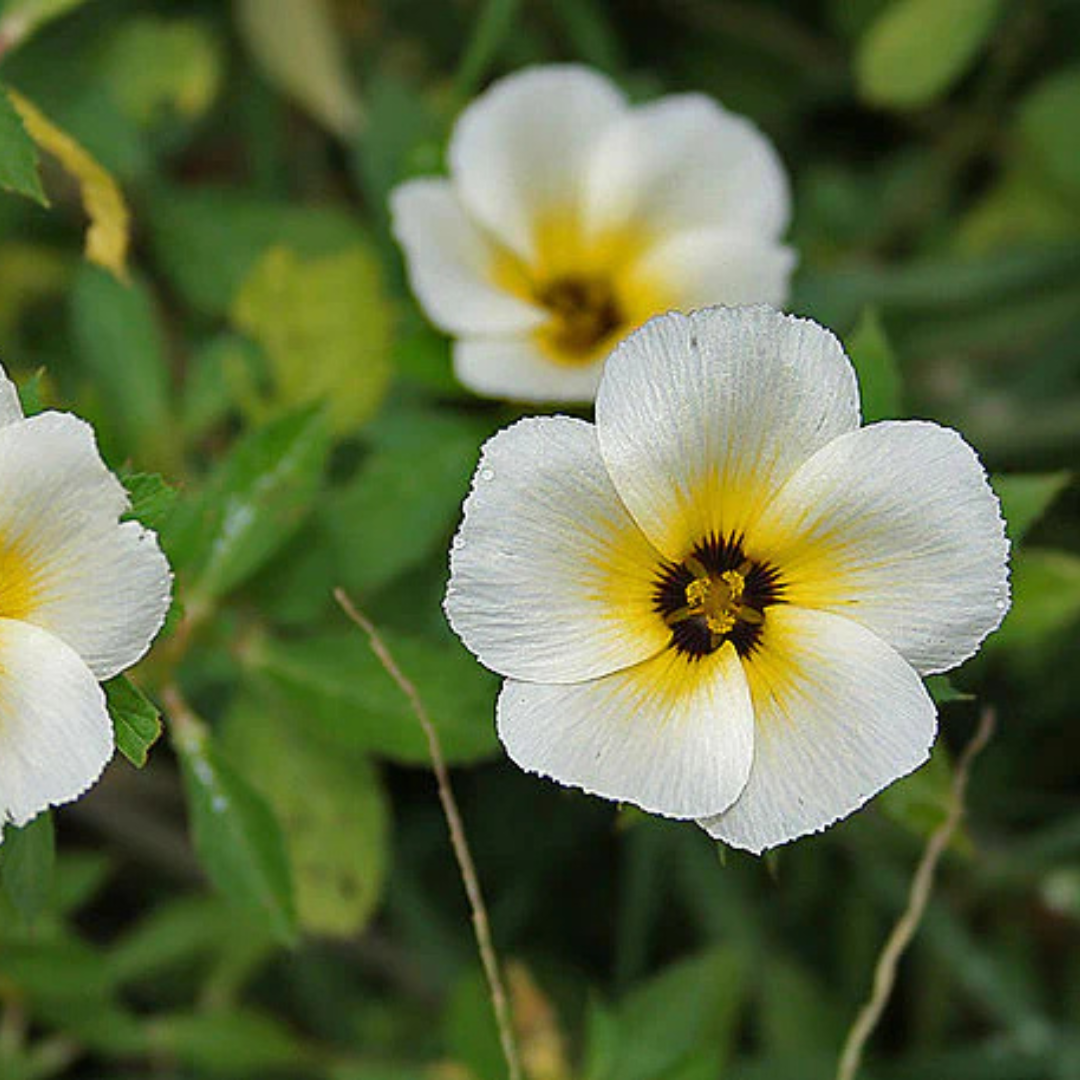 White buttercup (Turnera subulata) Flowering Live Plant