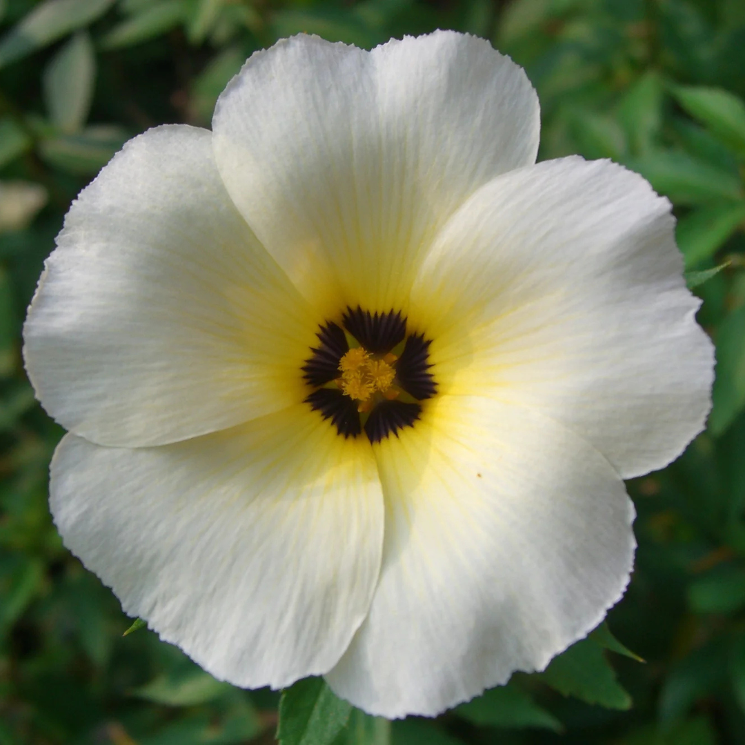 White buttercup (Turnera subulata) Flowering Live Plant