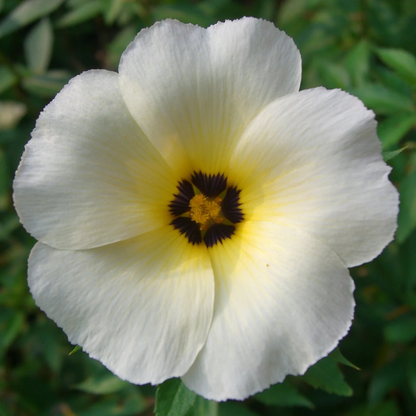 White buttercup (Turnera subulata) Flowering Live Plant