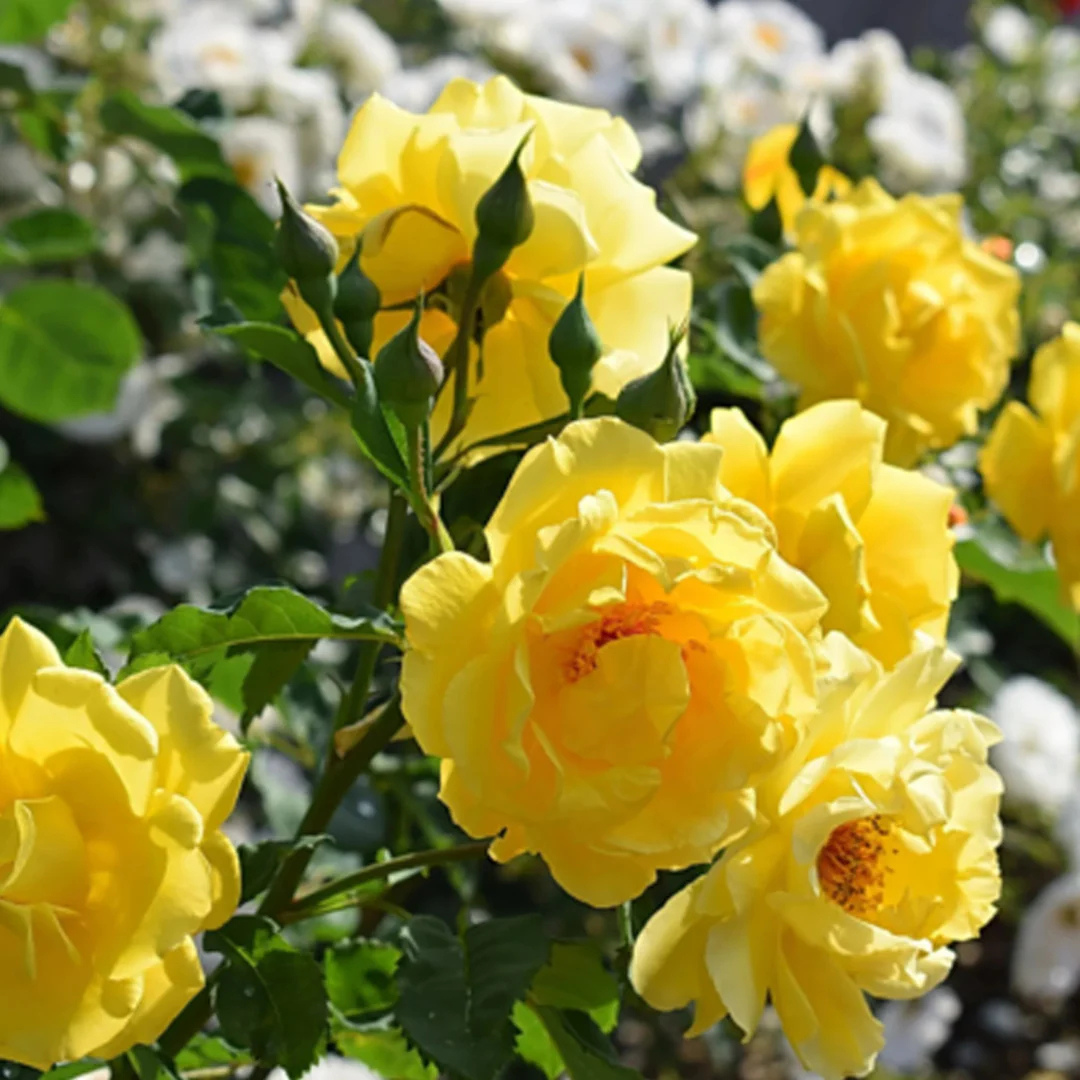 Yellow Climber Rose Rare Fragrant Climbing Rose Plant