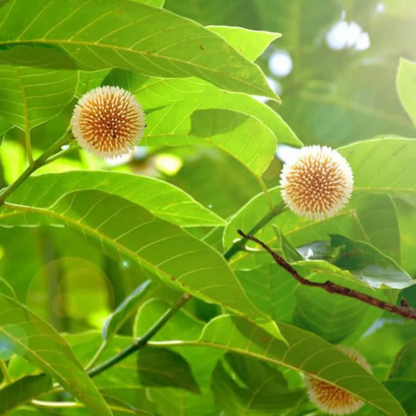 Yellow Kadamb (Neolamarckia cadamba) Flowering Live Plant