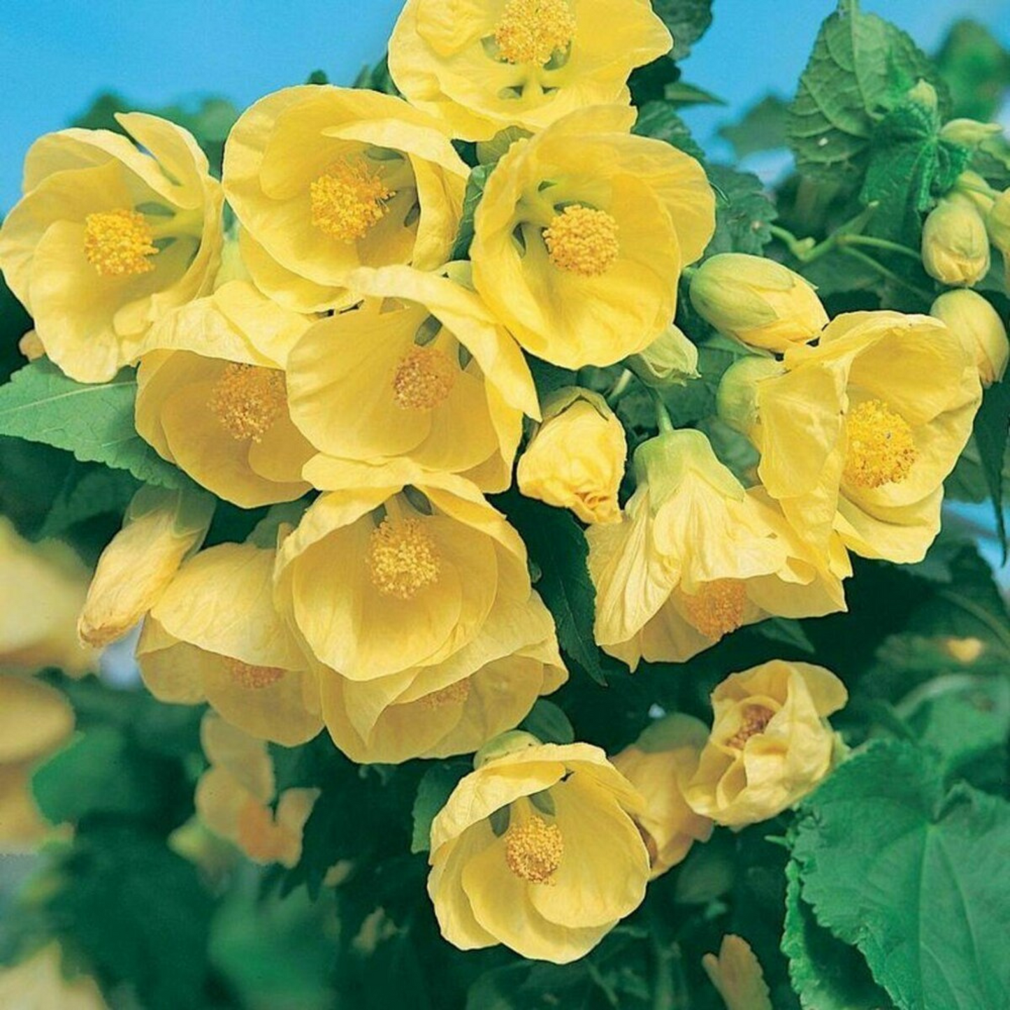Yellow Lantern Hibiscus Flowering Live Plant