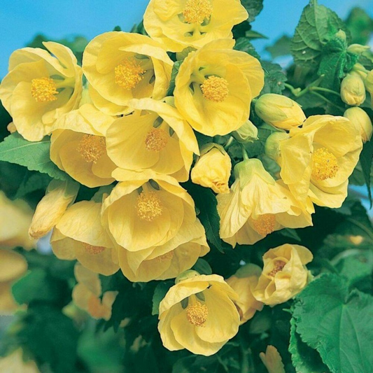 Yellow Lantern Hibiscus Flowering Live Plant