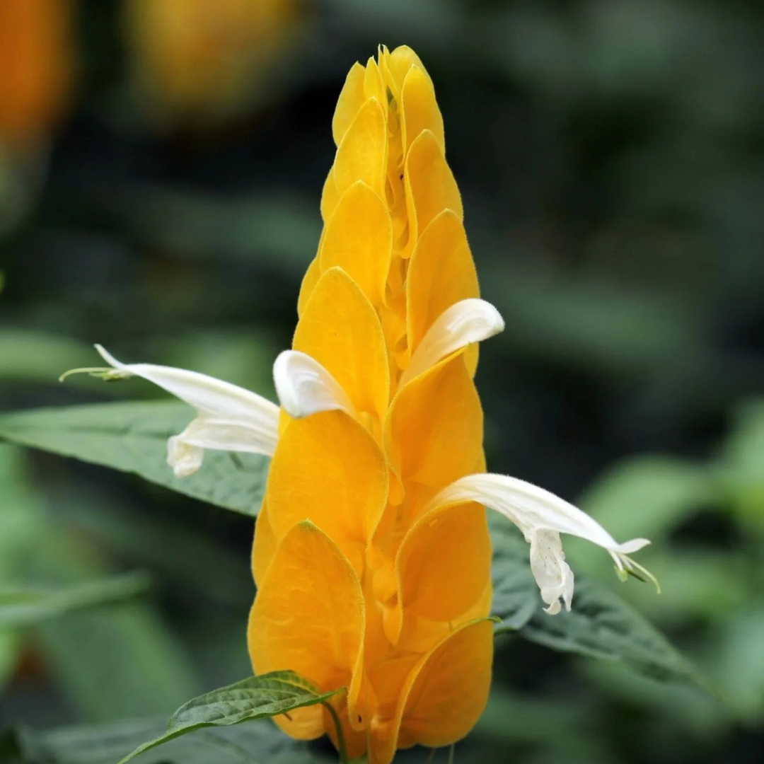 Yellow Lollipop Flowering Live Plant