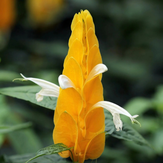 Yellow Lollipop Flowering Live Plant
