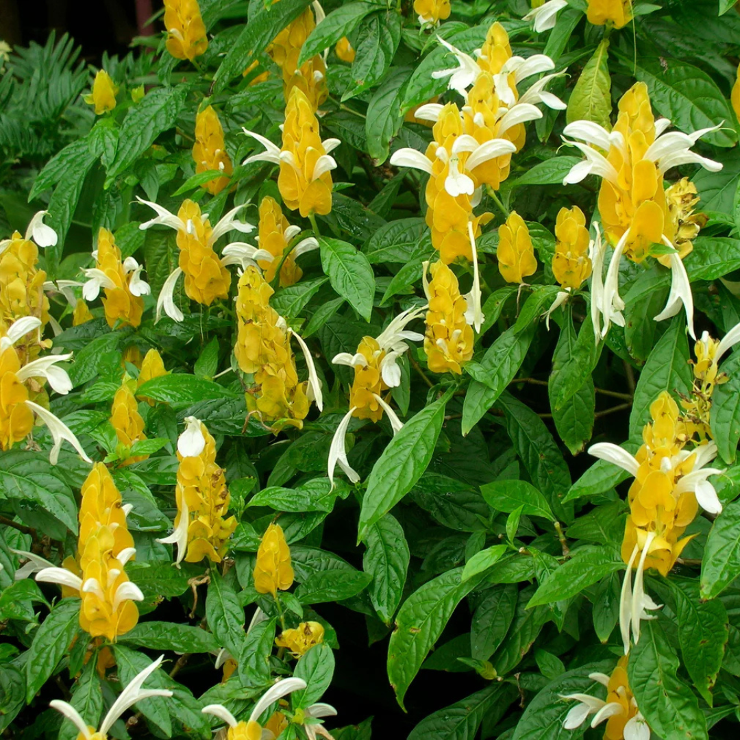 Yellow Lollipop Flowering Live Plant