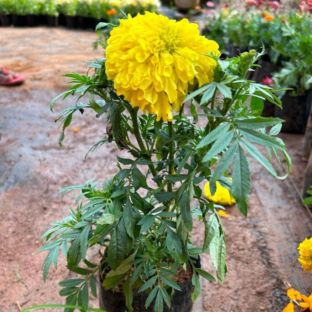 Yellow Marigold (Tagetes erecta) All Time Flowering Live Plant