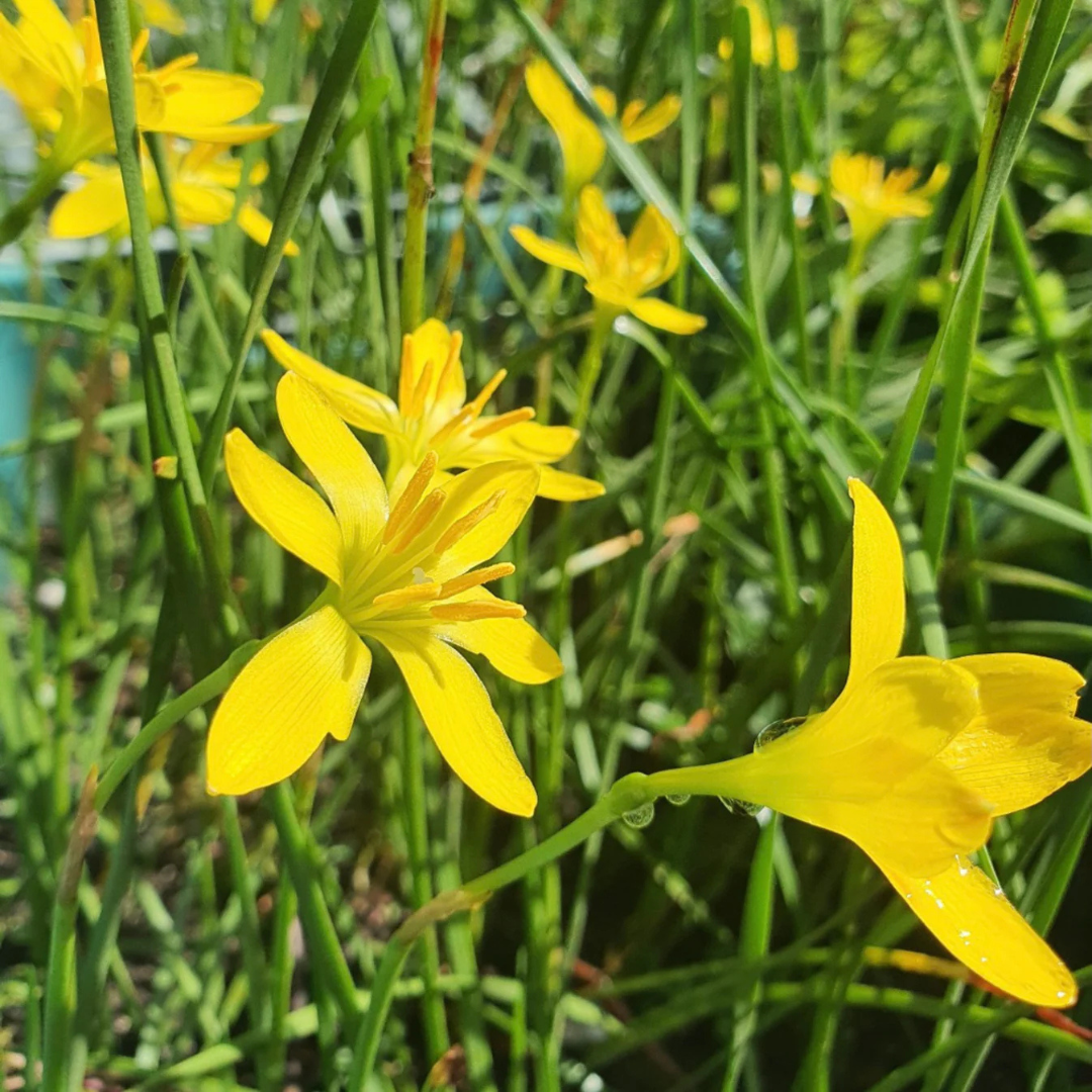 Yellow Rain Lily (Zephyranthes) Flowering Live Plant