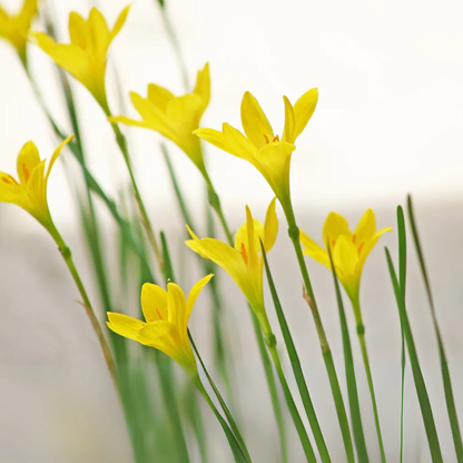 Yellow Rain Lily (Zephyranthes) Flowering Live Plant