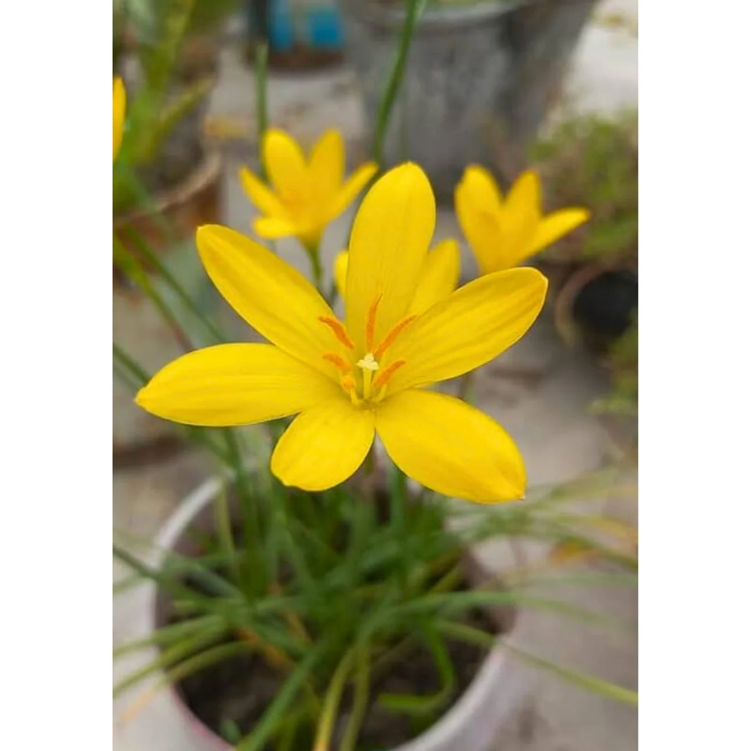 Yellow Rain Lily (Zephyranthes) Flowering Live Plant