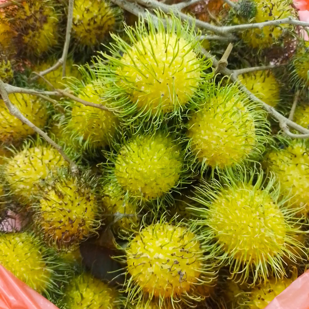 Yellow Rambutan (Nephelium lappaceum) Fruit Live Plant