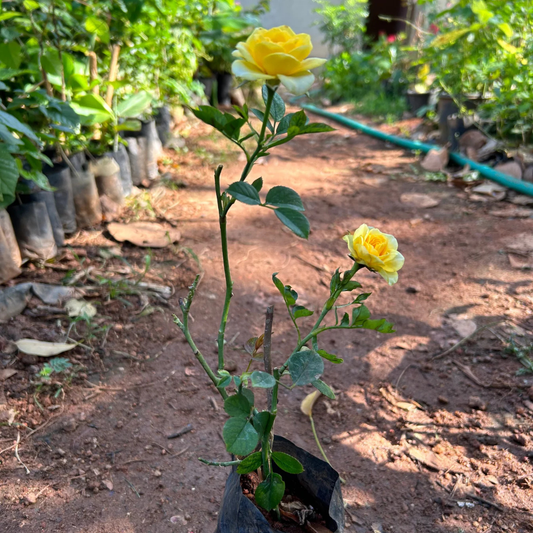 Yellow Rose Grafted Live Plant