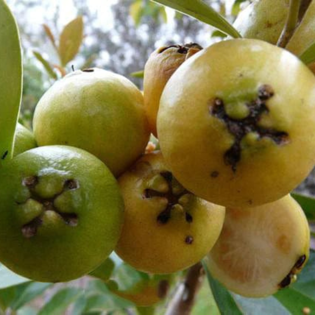 Yellow Strawberry Guava Live Plant (Psidium Cattleianum)