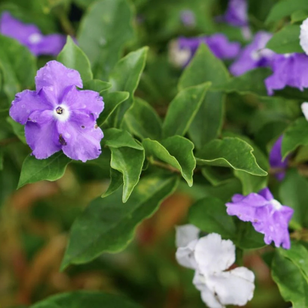 Yesterday Today Tommorrow (Brunfelsia pauciflora) Flowering Live Plant
