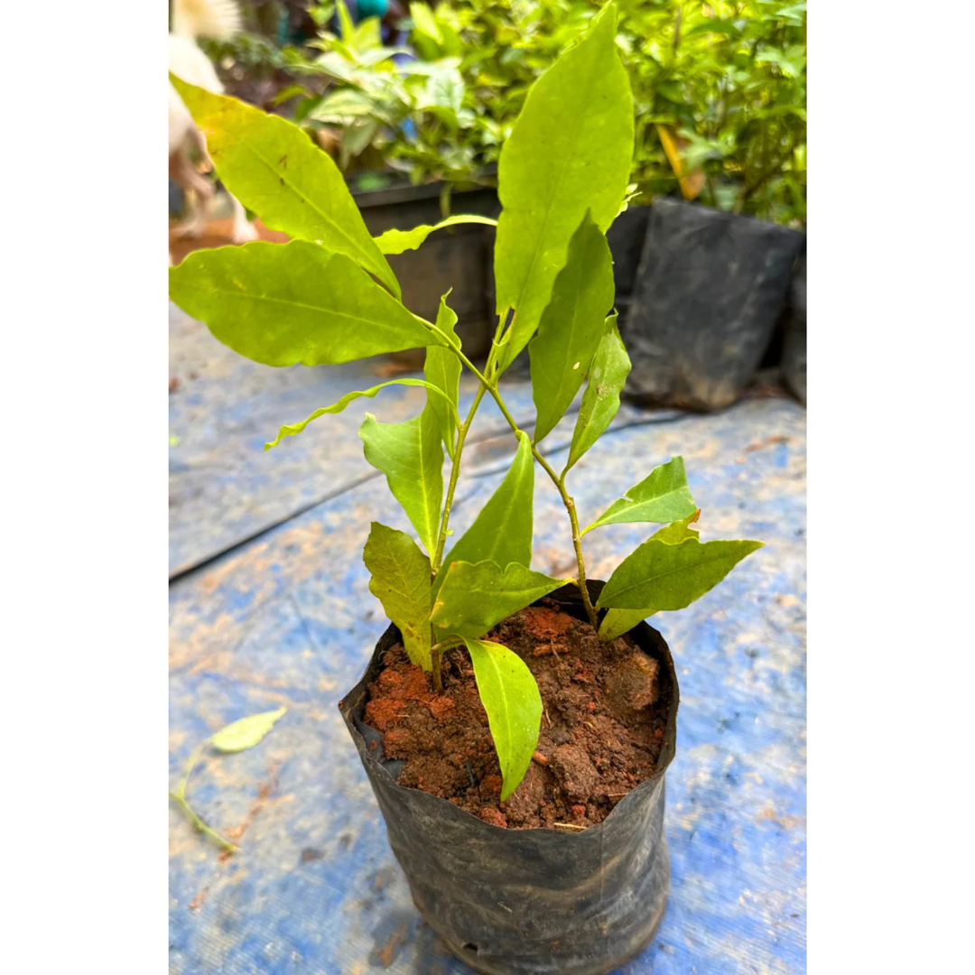 Yesterday Today Tommorrow (Brunfelsia pauciflora) Flowering Live Plant