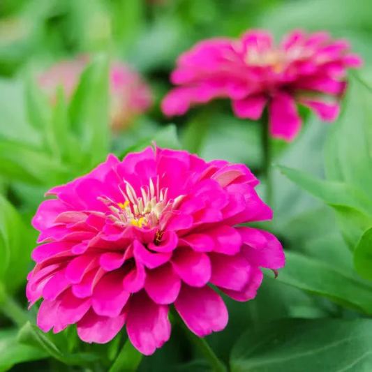 Zinnia Pink Flowering Live Plant