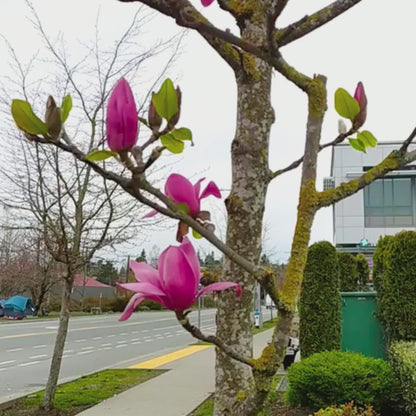 Magnolia grandiflora Maroon (Bull Bay) Rare Flowering Live Plant