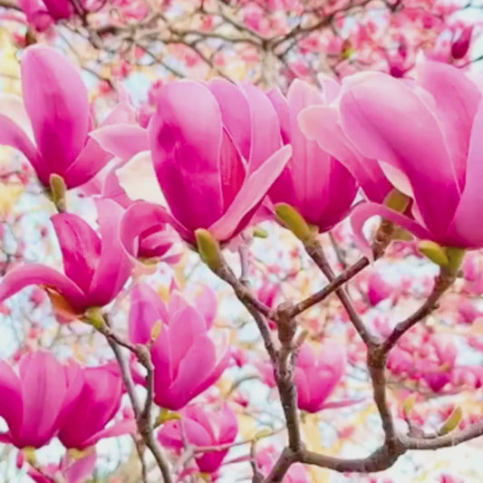 Magnolia grandiflora Pink (Bull Bay) Rare Flowering Live Plant